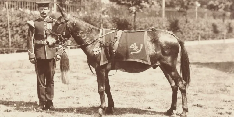 Jimson the mule in Portsmouth, 1904
