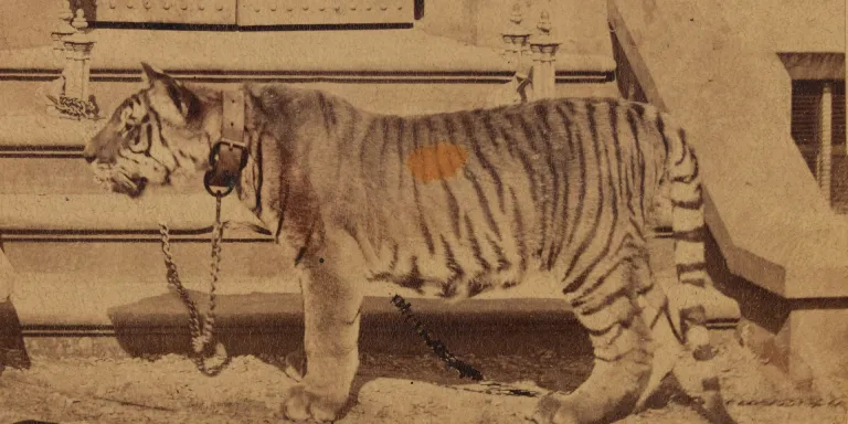 Plassey the tiger of the Royal Madras Fusiliers in 1870
