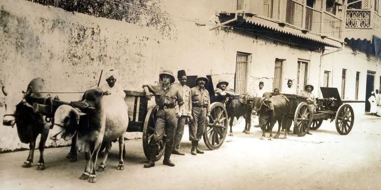 Oxen pulling British guns, 1914