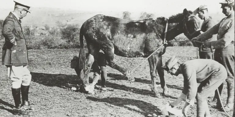 A veterinary section attending to a wounded mule in Salonika, 1916