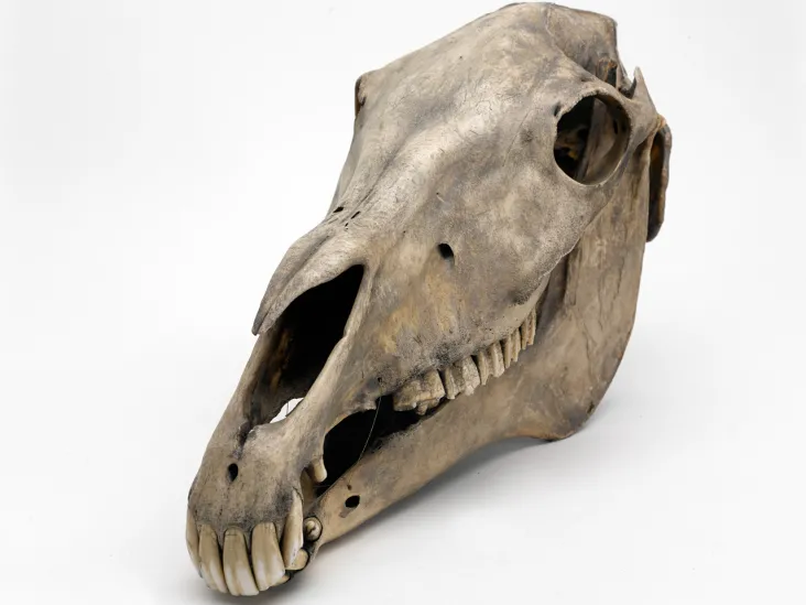 Marengo's skull
